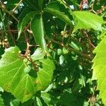 Parthenocissus tricuspidata fruit picture by David Forrest (cc-by-sa)