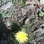 Taraxacum erythrospermum flower picture by Angélique Clochard (cc-by-sa)