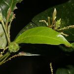 Croton schiedeanus fruit picture by Nelson Zamora Villalobos (cc-by-nc)