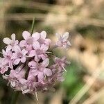 Valeriana tuberosa flower picture by Luismi Pozuelo (cc-by-sa)