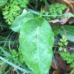 Rumex intermedius leaf picture by thomas Gourraud (cc-by-sa)