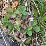 Potentilla micrantha habit picture by Jacques Zuber (cc-by-sa)