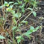 Galinsoga parviflora habit picture by Vincent Thery (cc-by-sa)