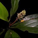 Peperomia pernambucensis flower picture by Nelson Zamora Villalobos (cc-by-nc)