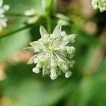 Astrantia carniolica flower picture by Jani Zadrgal (cc-by-sa)