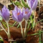 Crocus tommasinianus leaf picture by Sabina Hartmann (cc-by-sa)