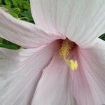 Hibiscus moscheutos flower picture by Kwirabura Intwari (cc-by-sa)