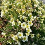 Saxifraga muscoides habit picture by Fabien Anthelme (cc-by-sa)