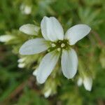 Saxifraga geranioides flower picture by Llandrich anna (cc-by-sa)