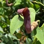 Aristolochia baetica flower picture by Jacobo Díaz Portillo (cc-by-sa)