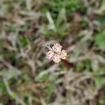 Antennaria neglecta flower picture by Nicole Clark (cc-by-sa)