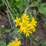 Senecio integerrimus flower picture by Clint Grierson (cc-by-sa)