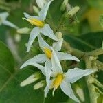 Solanum torvum flower picture by Sudhanshu Kumar (cc-by-sa)