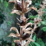 Acanthus mollis fruit picture by Pierre CHVEDER (cc-by-sa)