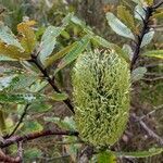 Banksia oblongifolia flower picture by Boris Therock (cc-by-sa)