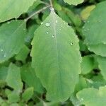 Impatiens noli-tangere leaf picture by Petra Jucker (cc-by-sa)