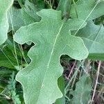 Solanum dimidiatum leaf picture by Lane Haden (cc-by-sa)