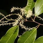 Mabea excelsa habit picture by Nelson Zamora Villalobos (cc-by-nc)