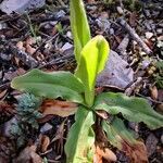 Orchis italica leaf picture by Bart Batsleer (cc-by-sa)