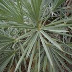 Trithrinax campestris leaf picture by Muzzachiodi Norberto (cc-by-sa)