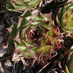 Sempervivum calcareum leaf picture by Delphine Breuillot (cc-by-sa)