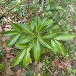 Ardisia crenata leaf picture by Matthew Chand (cc-by-sa)