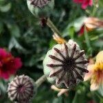 Papaver somniferum fruit picture by Sandarius M (cc-by-sa)