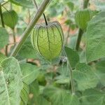 Physalis peruviana fruit picture by ALBERTO Gutiérrez Hoyos (cc-by-sa)