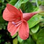 Barleria repens flower picture by Uday Wali (cc-by-sa)