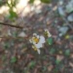 Tolumnia variegata flower picture by Ceballos Dereck (cc-by-sa)