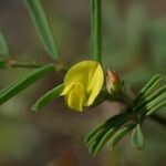 Hippocrepis ciliata flower picture by Sylvain Piry (cc-by-sa)