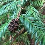 Sequoia sempervirens fruit picture by pascal revault (cc-by-sa)