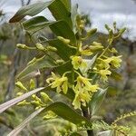 Dendrobium closterium flower picture by Terre_mer.nc (cc-by-sa)