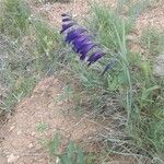 Gladiolus atroviolaceus flower picture by Ali Beyranvand (cc-by-sa)