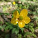 Ranunculus cassubicus flower picture by Pushno (cc-by-sa)