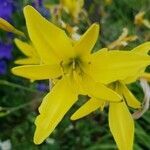 Hemerocallis lilioasphodelus flower picture by Daniel Hauck (cc-by-sa)