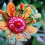 Saxifraga aizoides flower picture by Scott Teddy (cc-by-sa)