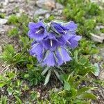 Campanula alpina flower picture by weninger bernd (cc-by-sa)