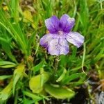 Pinguicula grandiflora habit picture by Nicolas Lagarrigue (cc-by-sa)