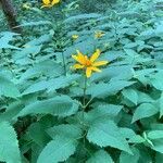 Heliopsis helianthoides habit picture by yangsheng zhang (cc-by-sa)