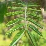 Calliandra foliolosa leaf picture by Trap Hers (cc-by-sa)