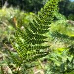 Athyrium distentifolium leaf picture by Daniela Rybkova (cc-by-sa)