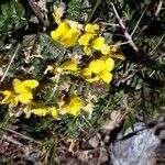 Morisia monanthos flower picture by beurny (cc-by-sa)