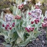 Asclepias californica flower picture by Liz Pucket (cc-by-sa)