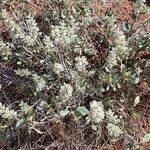 Sericocomopsis pallida habit picture by susan brown (cc-by-sa)