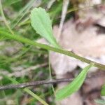 Iberis amara leaf picture by López Coronel David (cc-by-sa)