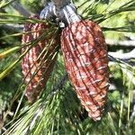 Pinus halepensis fruit picture by Monteiro Henrique (cc-by-sa)