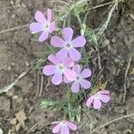 Phlox longifolia flower picture by Peter Nelson (cc-by-sa)