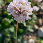 Armeria ruscinonensis flower picture by Giode Tonpino (cc-by-sa)