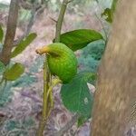 Citrus medica fruit picture by Ankit Pathak (cc-by-sa)